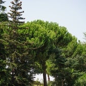 Dos especies de pinos estarán entre los árboles más plantados en la zona verde forestal.
