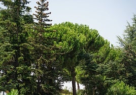 Dos especies de pinos estarán entre los árboles más plantados en la zona verde forestal.