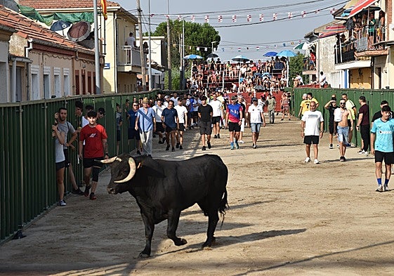 Uno de los novillos durante la segunda cita del Toro de Cajón.