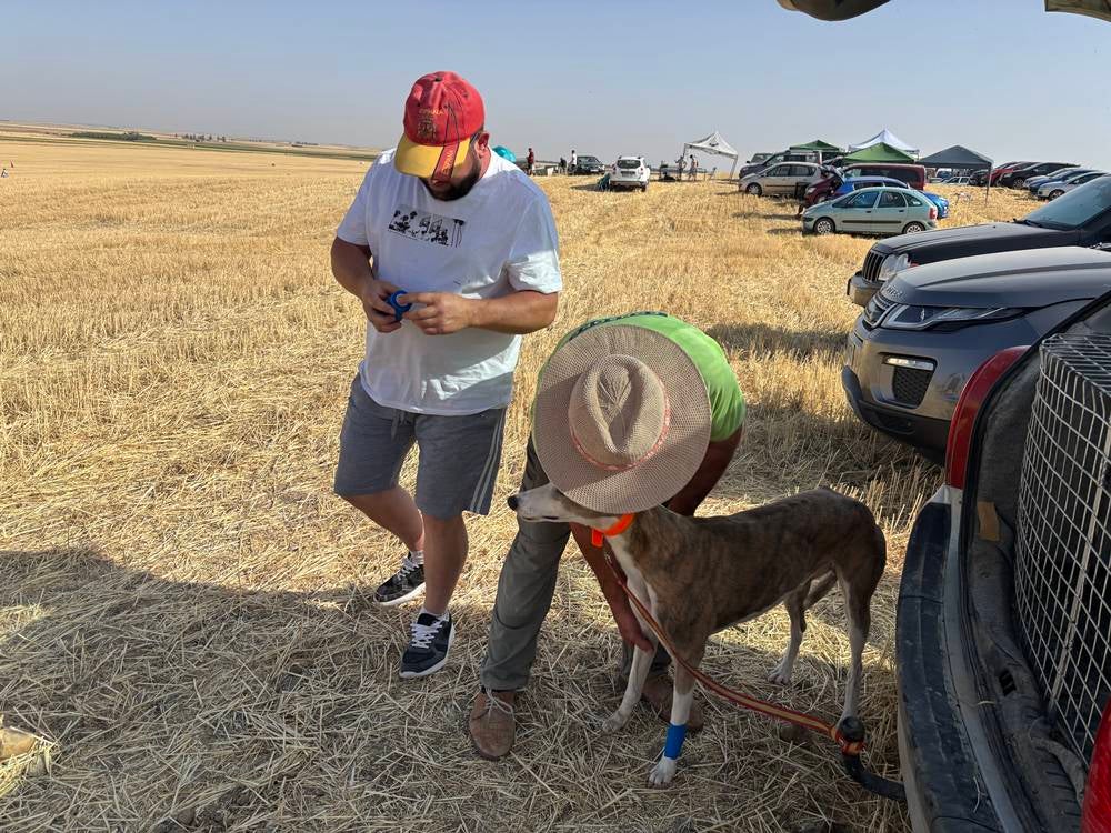 74 galgos de toda España se citan en la prueba de Cantaracillo