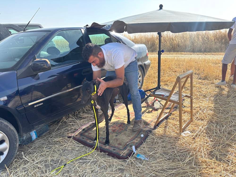74 galgos de toda España se citan en la prueba de Cantaracillo