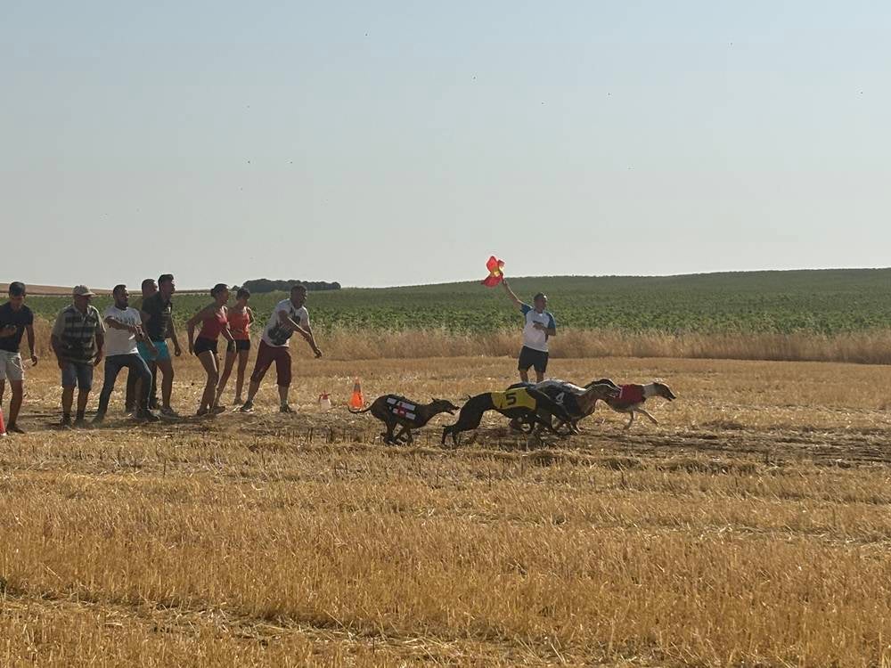 74 galgos de toda España se citan en la prueba de Cantaracillo