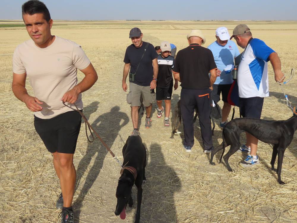 74 galgos de toda España se citan en la prueba de Cantaracillo