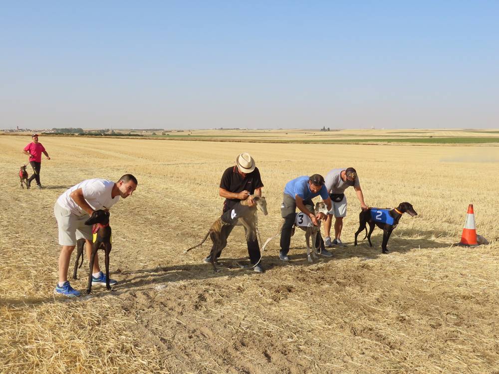 74 galgos de toda España se citan en la prueba de Cantaracillo