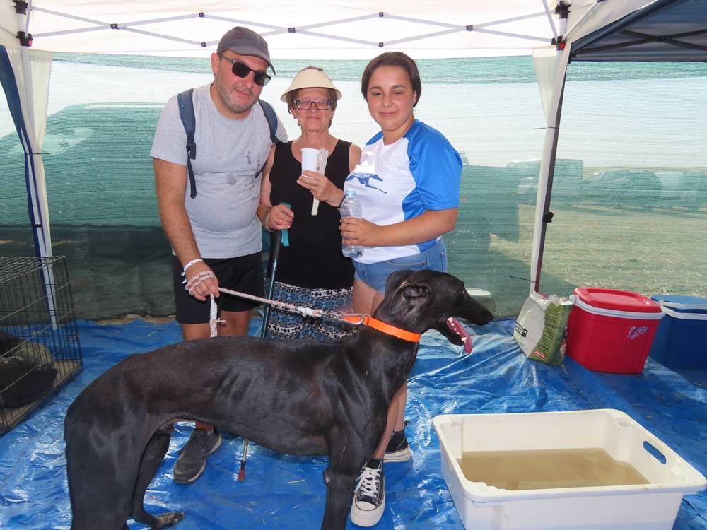 74 galgos de toda España se citan en la prueba de Cantaracillo