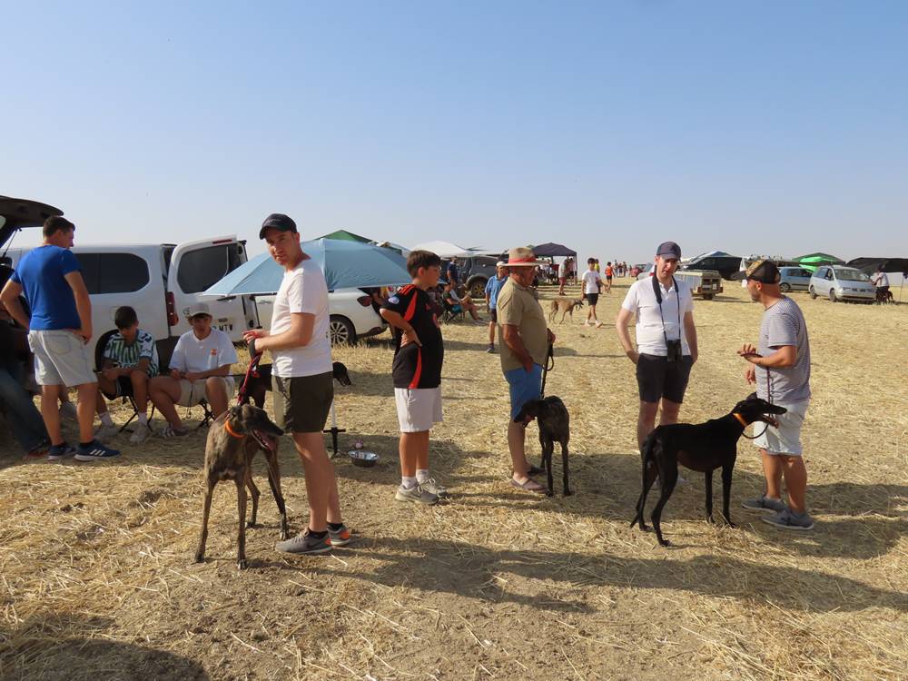 74 galgos de toda España se citan en la prueba de Cantaracillo