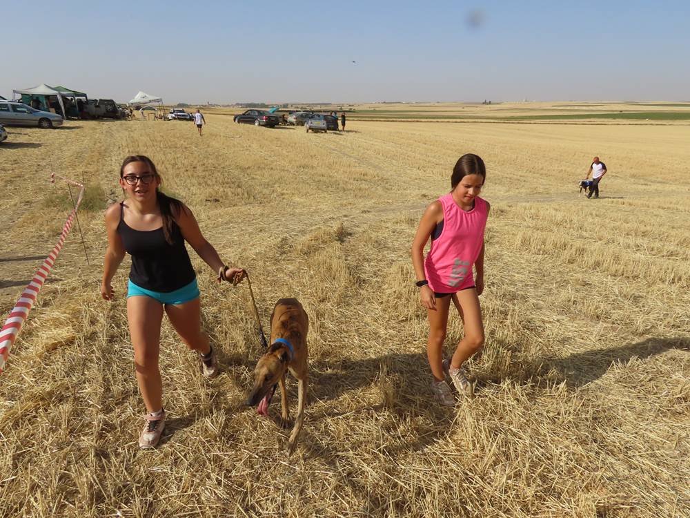 74 galgos de toda España se citan en la prueba de Cantaracillo