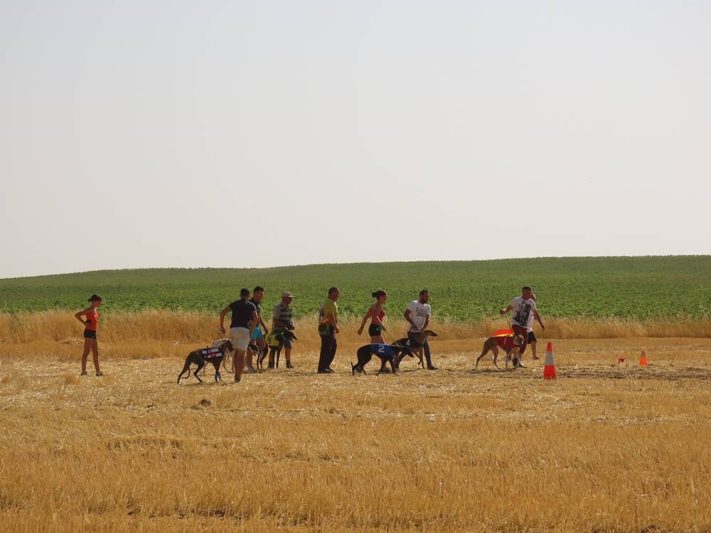 74 galgos de toda España se citan en la prueba de Cantaracillo