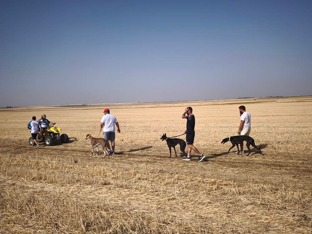 74 galgos de toda España se citan en la prueba de Cantaracillo
