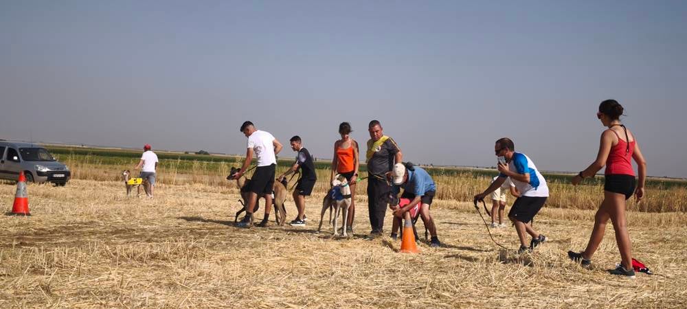 74 galgos de toda España se citan en la prueba de Cantaracillo