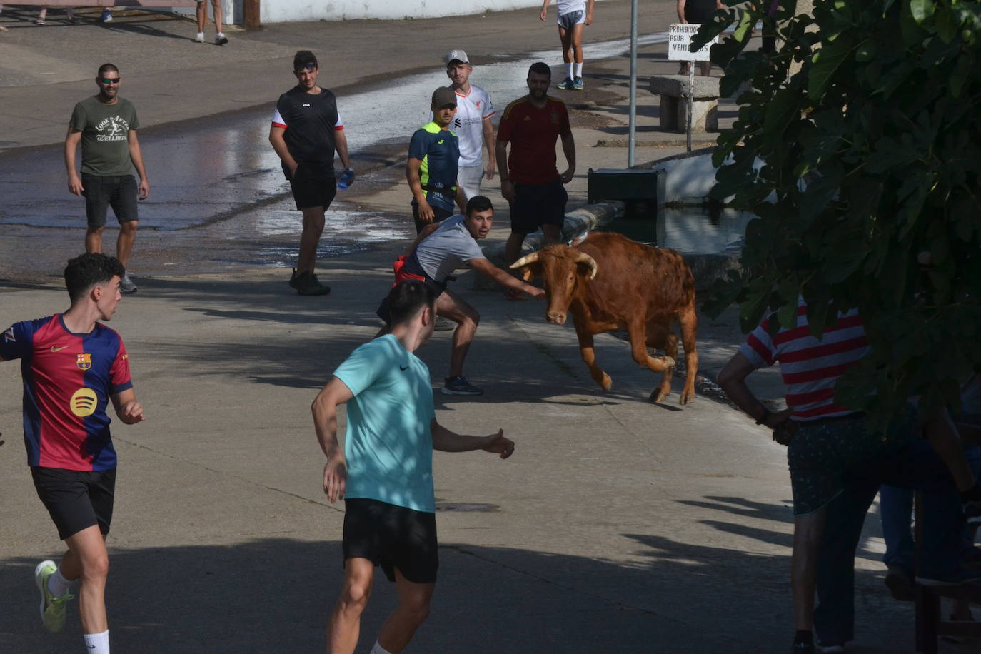 Divertido encierro en Saelices el Chico