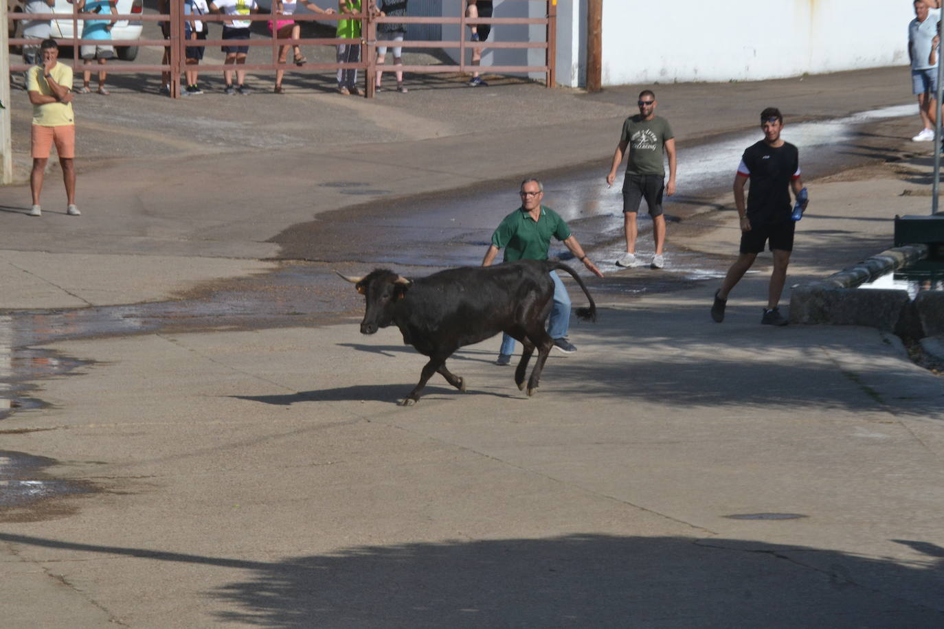 Divertido encierro en Saelices el Chico