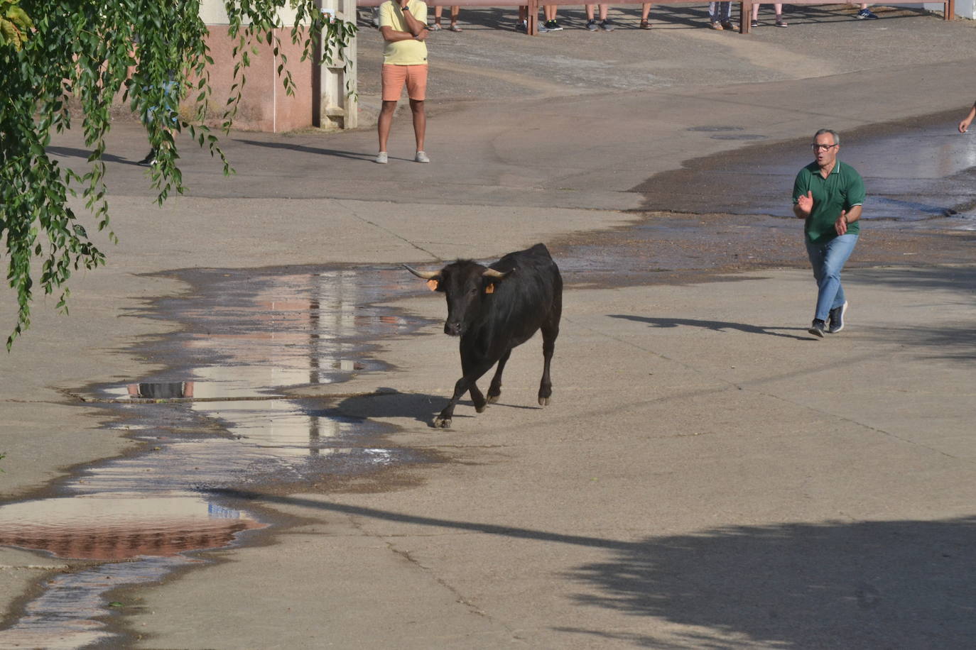 Divertido encierro en Saelices el Chico