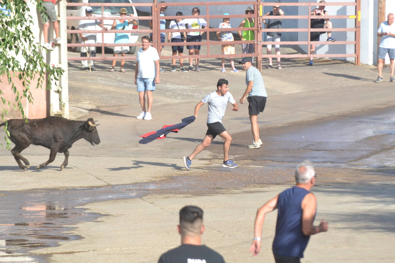 Divertido encierro en Saelices el Chico