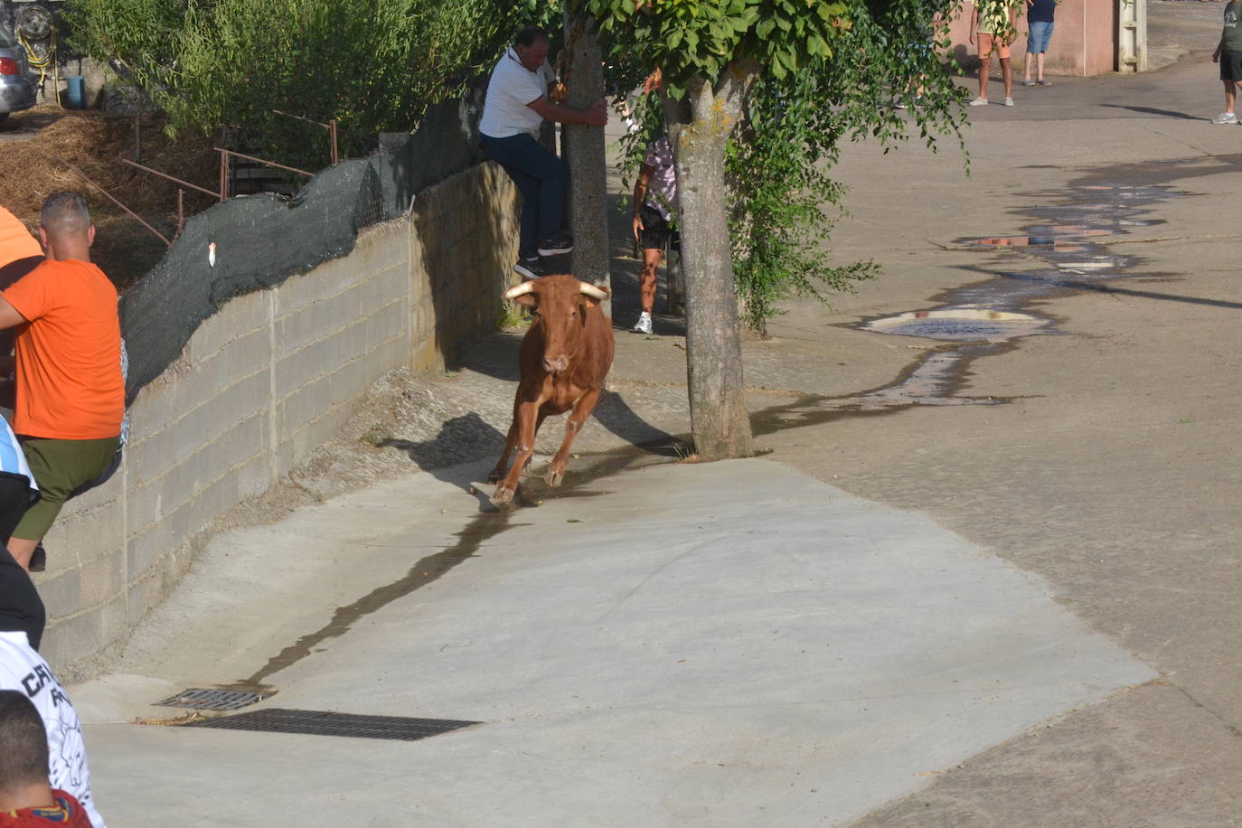 Divertido encierro en Saelices el Chico