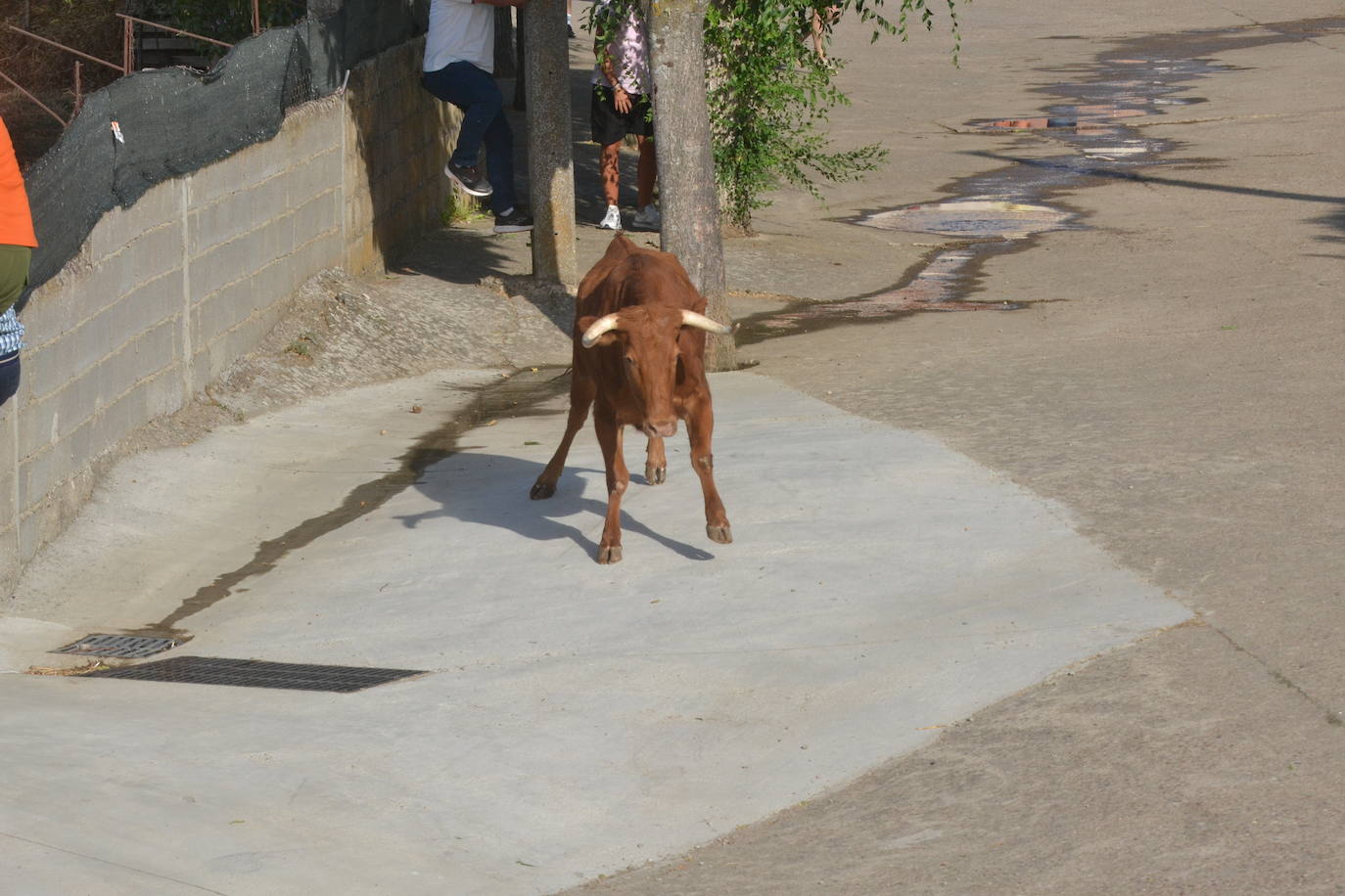 Divertido encierro en Saelices el Chico