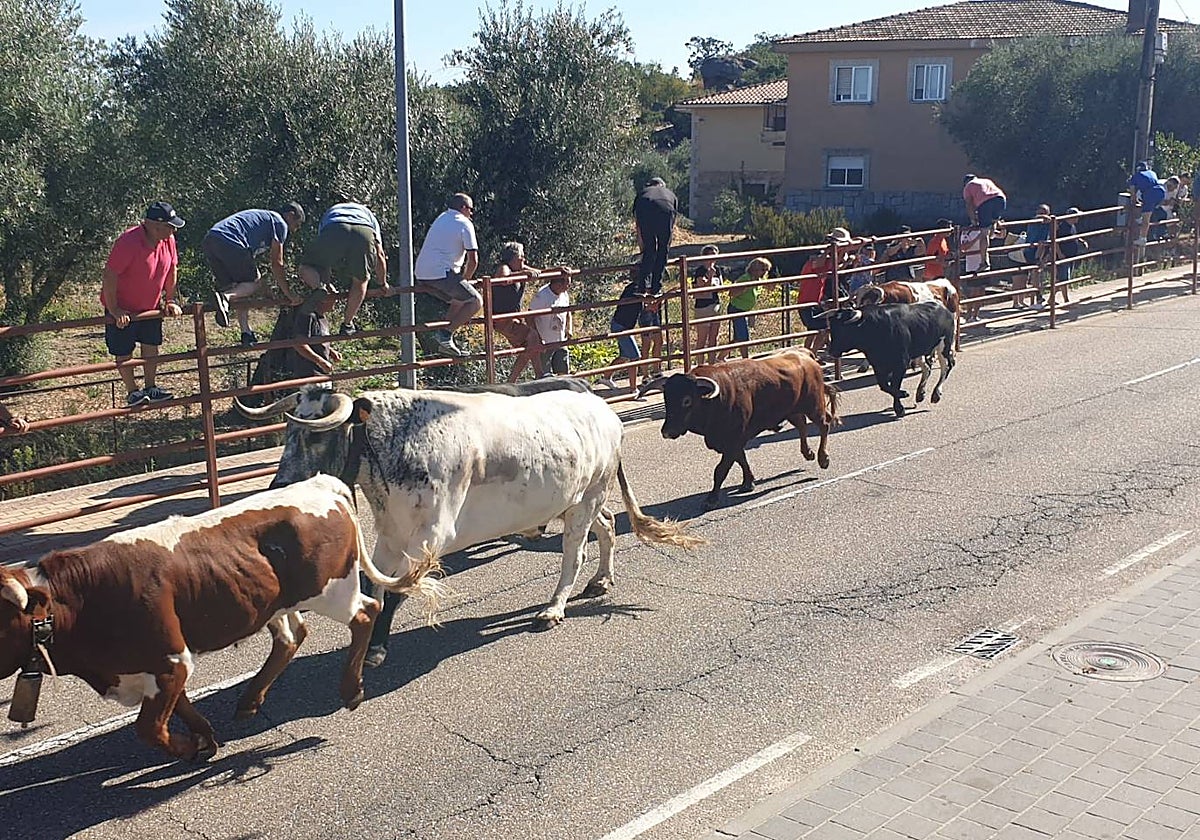 Encierro urbano en la carretera principal.