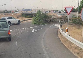 Imagen del árbol caído en plena glorieta.