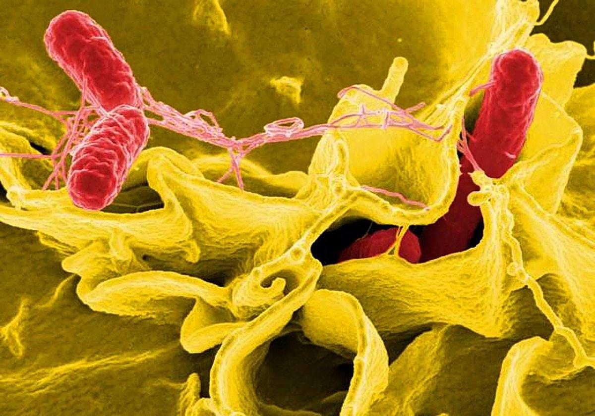 Descienden los casos de salmonella en Salamanca: 76 en lo que va de año