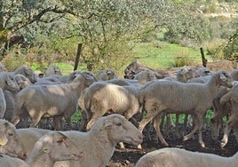 Vacunación de lengua azul.