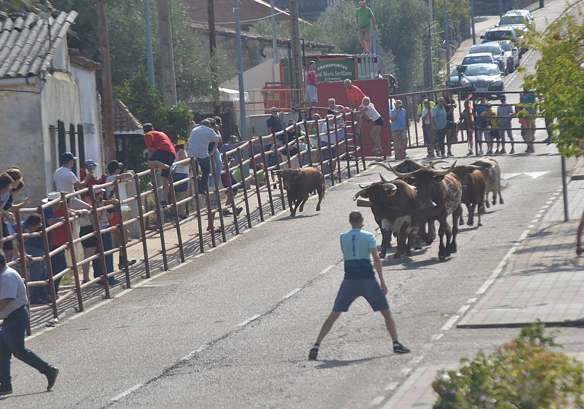 Rápido encierro en Villarino de los Aires