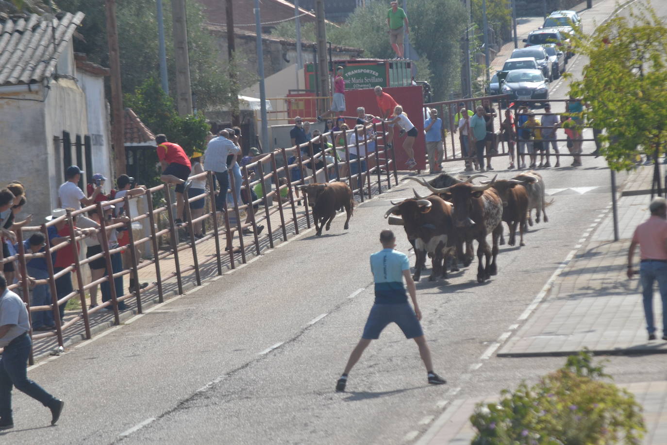 Rápido encierro en Villarino de los Aires