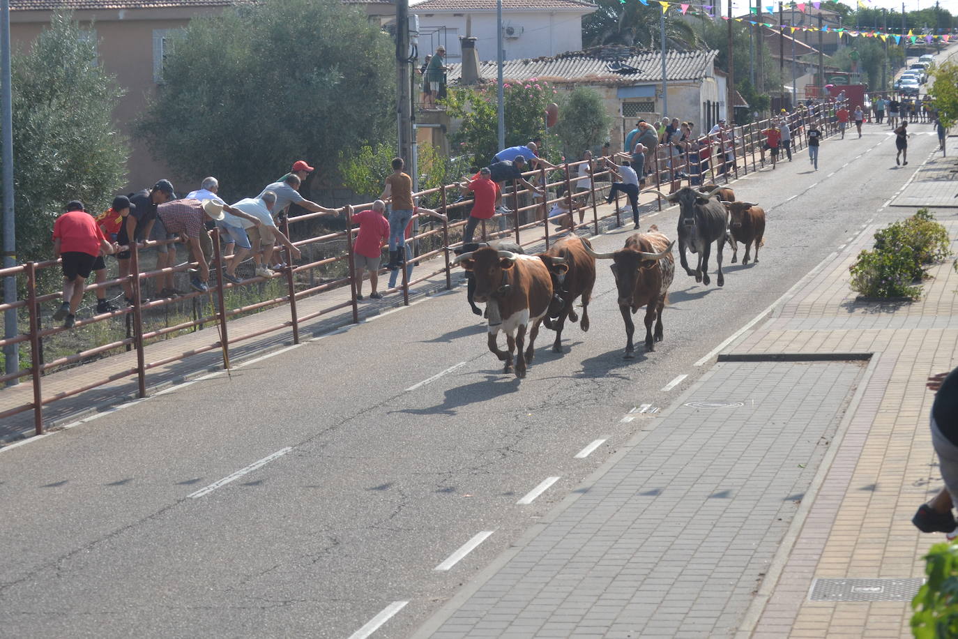 Rápido encierro en Villarino de los Aires