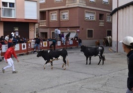 Encierro con vaquillas en Alba de Tormes.