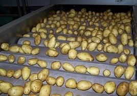 Patata, en una cinta.