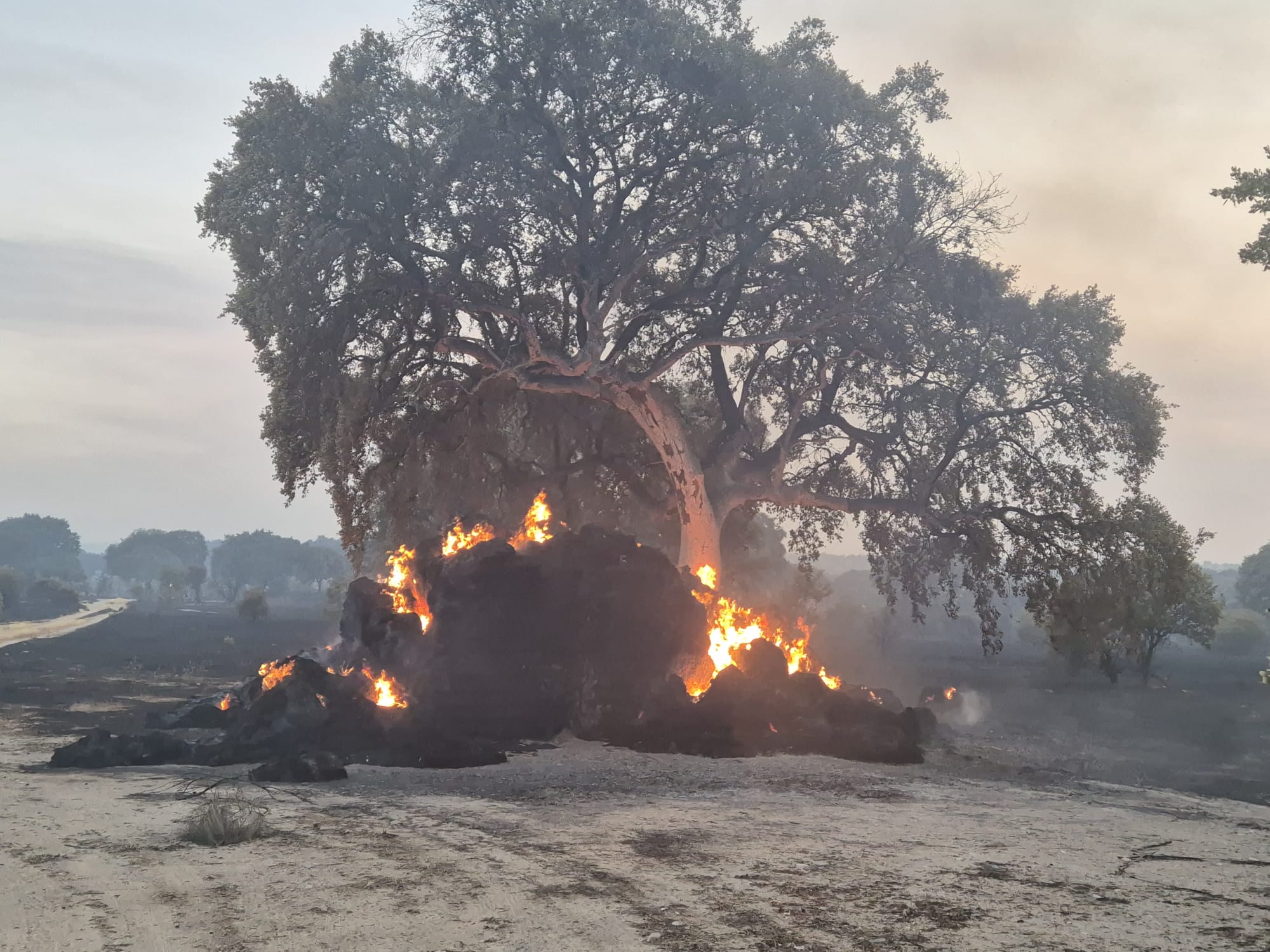 Los incendios de la provincia de este sábado, en imágenes