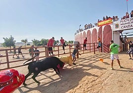Encierro de vacas en Cantalpino
