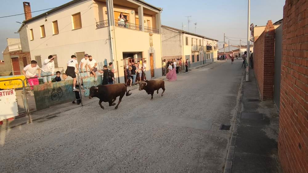 Primer encierro tradicional por las calles de Macotera