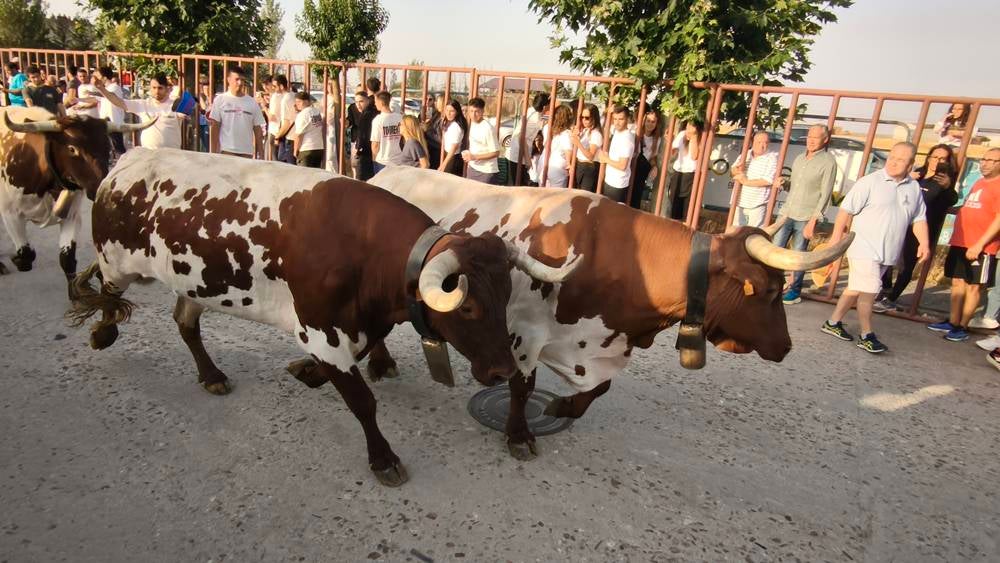 Primer encierro tradicional por las calles de Macotera