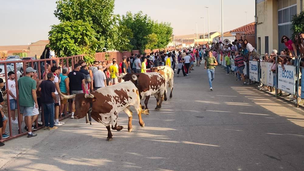 Primer encierro tradicional por las calles de Macotera