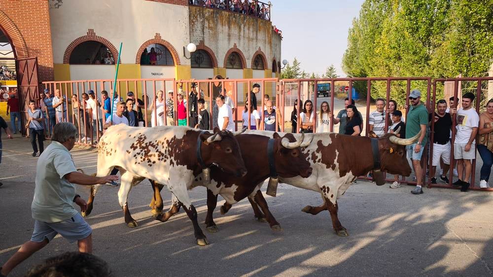 Primer encierro tradicional por las calles de Macotera
