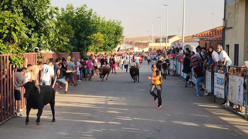 Primer encierro tradicional por las calles de Macotera