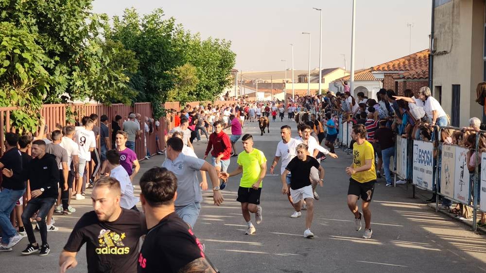 Primer encierro tradicional por las calles de Macotera