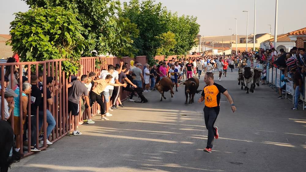 Primer encierro tradicional por las calles de Macotera