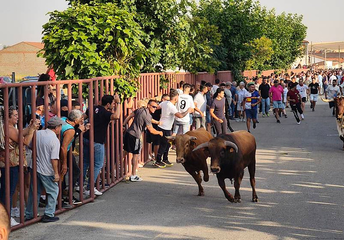 Primer encierro tradicional por las calles de Macotera