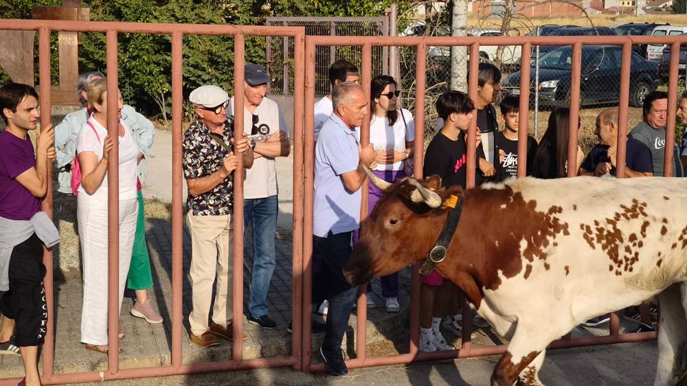 Primer encierro tradicional por las calles de Macotera