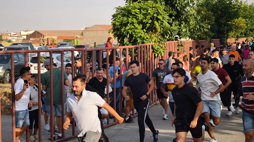 Primer encierro tradicional por las calles de Macotera
