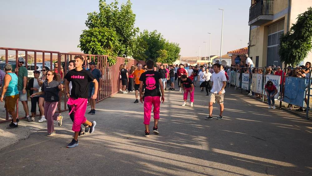 Primer encierro tradicional por las calles de Macotera