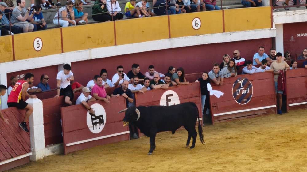 Primer encierro tradicional por las calles de Macotera