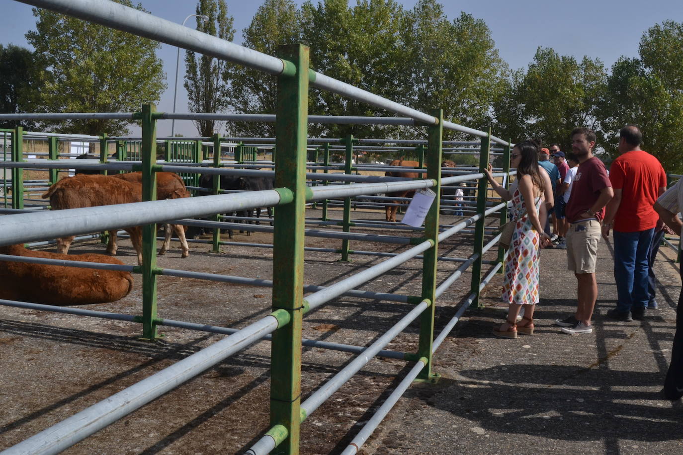 Regresa la tradición ganadera a Vitigudino
