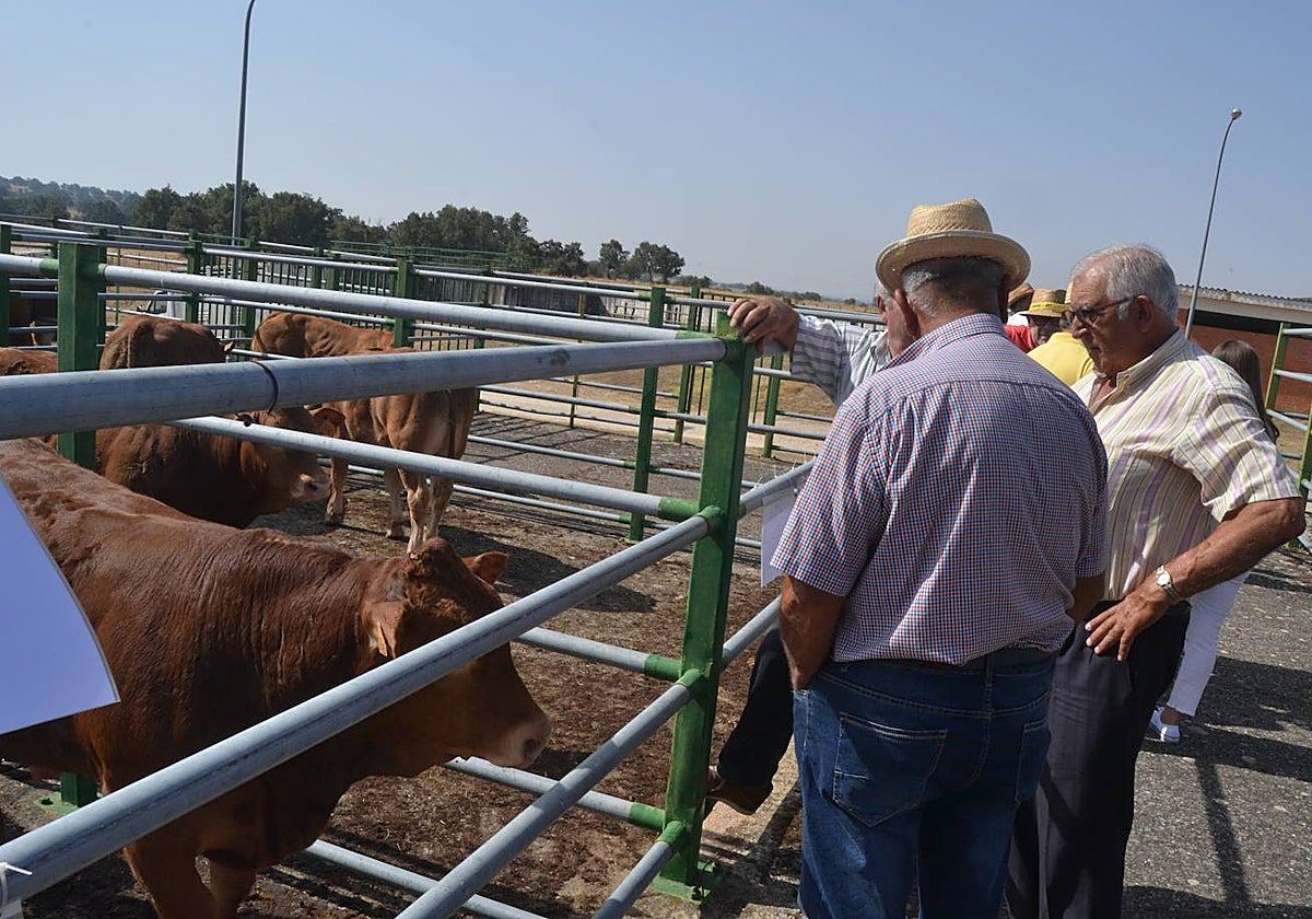 Regresa la tradición ganadera a Vitigudino