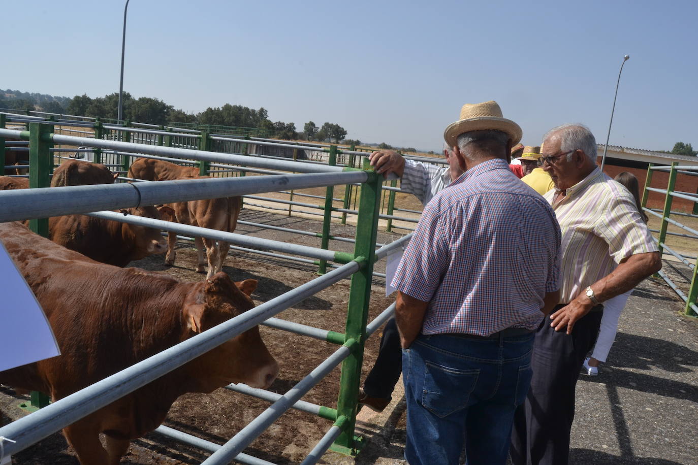 Regresa la tradición ganadera a Vitigudino