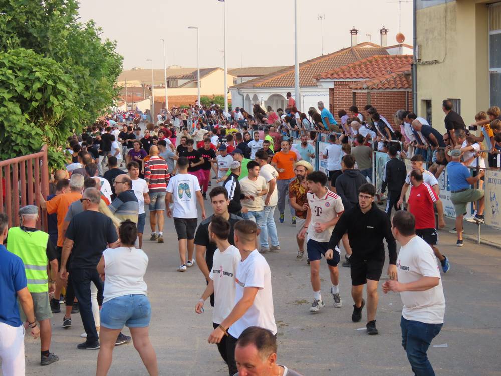 Multitudinario segundo encierro en Macotera