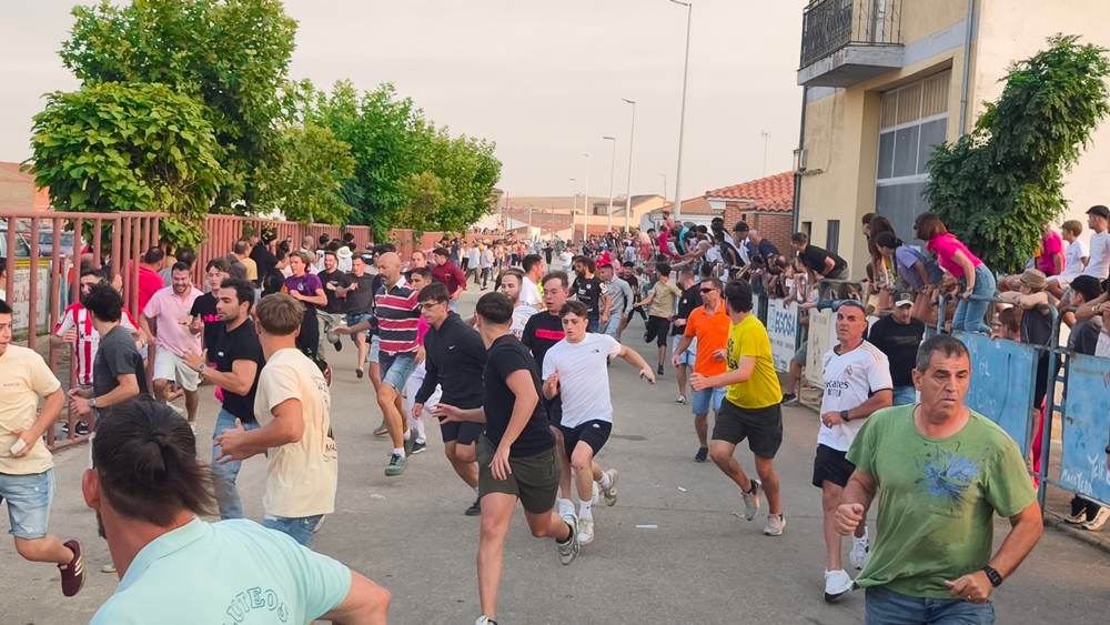 Multitudinario segundo encierro en Macotera