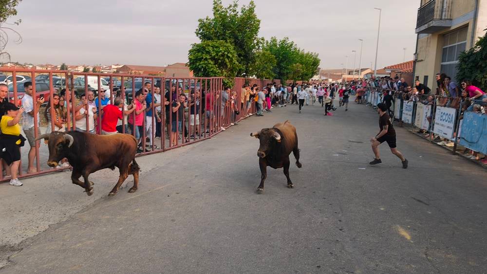 Multitudinario segundo encierro en Macotera