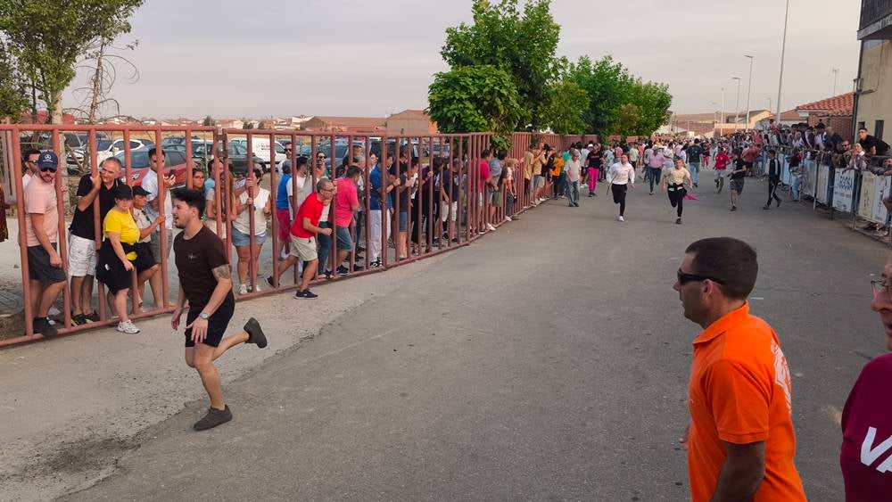 Multitudinario segundo encierro en Macotera